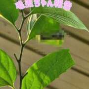 ヒメ日記 2026/08/04 21:06 投稿 花咲ななみ ZERO-i