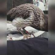ヒメ日記 2026/09/12 00:56 投稿 花咲ななみ ZERO-i