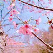 ヒメ日記 2026/03/30 20:56 投稿 ゆあ あとりえ(ATELIER)