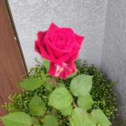 ヒメ日記 2025/03/23 10:34 投稿 なみか 熟女の風俗最終章 池袋店