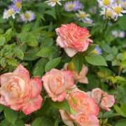 ヒメ日記 2025/03/26 11:03 投稿 なみか 熟女の風俗最終章 池袋店