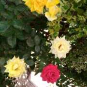 ヒメ日記 2025/03/27 11:22 投稿 なみか 熟女の風俗最終章 池袋店