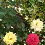 ヒメ日記 2025/04/08 02:12 投稿 なみか 熟女の風俗最終章 池袋店