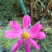 笠本ミナ コスモスです(*^^*) 五十路マダム愛されたい熟女たち 福山店(カサブランカグループ)