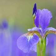 ヒメ日記 2025/03/16 01:52 投稿 菖蒲(あやめ) 人妻城 横浜本店