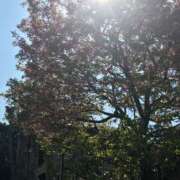 ヒメ日記 2025/03/22 09:38 投稿 菖蒲(あやめ) 人妻城 横浜本店