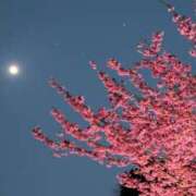 ヒメ日記 2026/03/31 01:46 投稿 みか モアグループ宇都宮人妻花壇