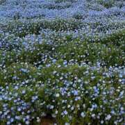 ヒメ日記 2025/06/11 08:15 投稿 あみ 人妻本舗愛のしずく名古屋店