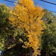 ヒメ日記 2025/11/30 08:30 投稿 あみ 人妻本舗愛のしずく名古屋店