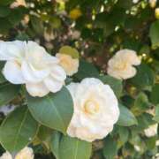 ヒメ日記 2026/03/22 09:15 投稿 あみ 人妻本舗愛のしずく名古屋店