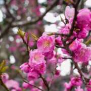 ヒメ日記 2025/04/26 00:12 投稿 はな ごほうびSPA 大阪店