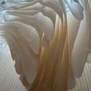 ヒメ日記 2025/05/17 09:25 投稿 かずは スピードエコ梅田店