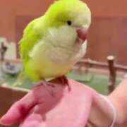 ヒメ日記 2025/08/18 09:25 投稿 かずは スピードエコ梅田店