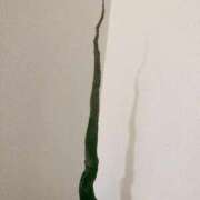 ヒメ日記 2025/09/18 17:48 投稿 かずは スピードエコ梅田店