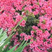 ヒメ日記 2025/04/12 06:23 投稿 ♡ミルク MEGA PALACE(メガパレス）