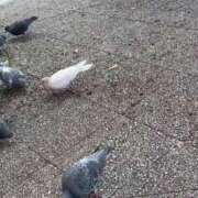 ヒメ日記 2025/04/20 16:06 投稿 ♡ミルク MEGA PALACE(メガパレス）