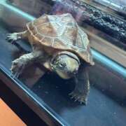 ヒメ日記 2025/03/04 07:07 投稿 ほなみ 岐阜岐南各務原ちゃんこ