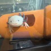 ヒメ日記 2025/03/09 00:17 投稿 ほなみ 岐阜岐南各務原ちゃんこ