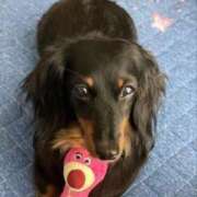 ヒメ日記 2025/03/22 13:27 投稿 ほなみ 岐阜岐南各務原ちゃんこ