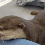 ヒメ日記 2025/04/01 08:27 投稿 ほなみ 岐阜岐南各務原ちゃんこ