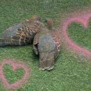 ヒメ日記 2025/10/04 17:43 投稿 ほなみ 岐阜岐南各務原ちゃんこ