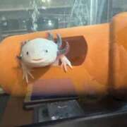 ヒメ日記 2025/10/19 16:27 投稿 ほなみ 岐阜岐南各務原ちゃんこ