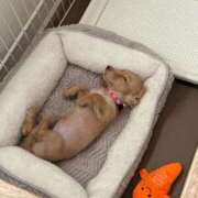 ヒメ日記 2025/11/17 12:57 投稿 ほなみ 岐阜岐南各務原ちゃんこ