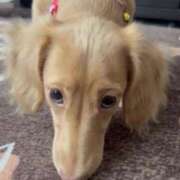 ヒメ日記 2026/01/28 15:57 投稿 ほなみ 岐阜岐南各務原ちゃんこ