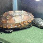 ヒメ日記 2026/03/09 23:47 投稿 ほなみ 岐阜岐南各務原ちゃんこ