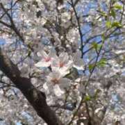 ヒメ日記 2025/03/30 17:33 投稿 ゆな 川崎・東横人妻城