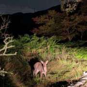 ヒメ日記 2025/11/11 21:50 投稿 恵 すみれ 30代40代50代と遊ぶなら博多人妻専科24時