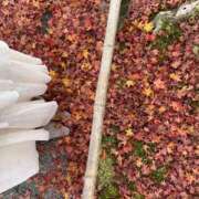 ヒメ日記 2025/11/15 09:41 投稿 松美 沙耶 横浜貴楼館