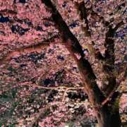 ヒメ日記 2025/04/18 19:09 投稿 ゆき ヌクトコ池袋店