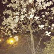 ヒメ日記 2025/04/01 21:26 投稿 藍姫 マリン千姫