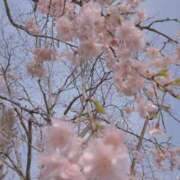 ヒメ日記 2025/04/03 08:46 投稿 藍姫 マリン千姫