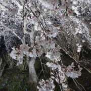 ヒメ日記 2025/04/14 06:06 投稿 藍姫 マリン千姫