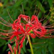 ヒメ日記 2025/09/15 17:52 投稿 藍姫 マリン千姫