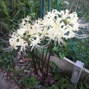 ヒメ日記 2025/10/02 07:52 投稿 藍姫 マリン千姫