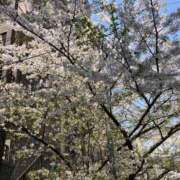 ヒメ日記 2025/04/08 19:56 投稿 いせ with SPA (ウィズスパ)