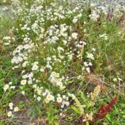 ヒメ日記 2025/07/11 15:47 投稿 ひなみ 横浜コスプレデビュー（シンデレラグループ）