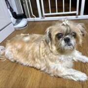 ヒメ日記 2025/09/28 23:54 投稿 ひなみ 横浜コスプレデビュー（シンデレラグループ）