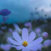 ヒメ日記 2025/08/02 15:39 投稿 みい 鶯谷スピン