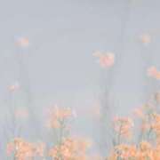 ヒメ日記 2025/06/12 23:34 投稿 咲麻 (えま) カリビアンマッサージ 天使のゆびさき 岡山店