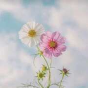 ヒメ日記 2025/07/13 20:58 投稿 咲麻 (えま) カリビアンマッサージ 天使のゆびさき 岡山店