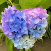 あんな お久しぶりです 熟女家 京橋店