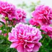 ヒメ日記 2025/12/08 14:12 投稿 あんな 熟女家 京橋店