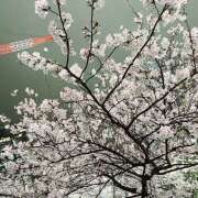 ヒメ日記 2025/03/07 09:20 投稿 野原琴 五十路マダムエクスプレス横浜店（カサブランカグループ）