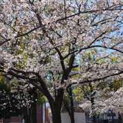 ヒメ日記 2025/04/05 20:56 投稿 野原琴 五十路マダムエクスプレス横浜店（カサブランカグループ）