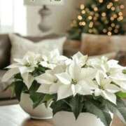 ヒメ日記 2025/12/25 07:31 投稿 長澤みき 池袋㊙エステ～フル勃起～