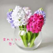 ヒメ日記 2026/02/15 07:31 投稿 長澤みき 池袋㊙エステ～フル勃起～